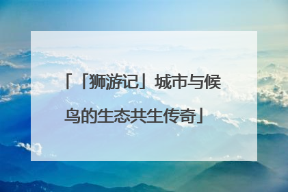 「狮游记」城市与候鸟的生态共生传奇