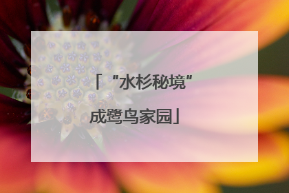 “水杉秘境”成鹭鸟家园