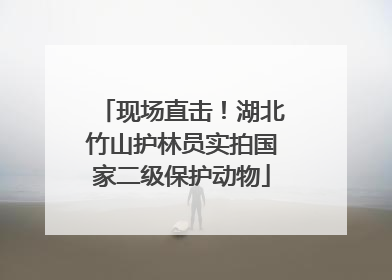 现场直击！湖北竹山护林员实拍国家二级保护动物