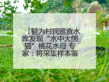 犍为村民巡查水库发现“水中大熊猫”桃花水母 专家：将采集样本鉴定具体种属