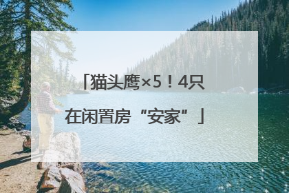 猫头鹰×5！4只在闲置房“安家”