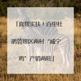 真帮实扶！百里杜鹃管理区两村“威宁鸡”产销两旺