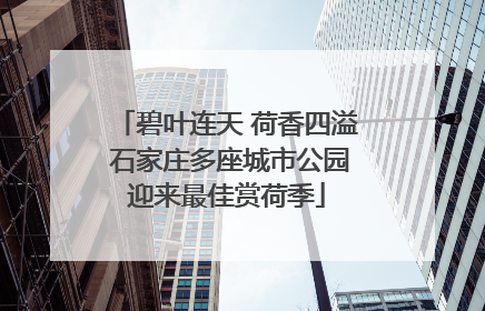 碧叶连天 荷香四溢 石家庄多座城市公园迎来最佳赏荷季