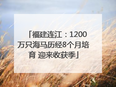 福建连江：1200万只海马历经8个月培育 迎来收获季