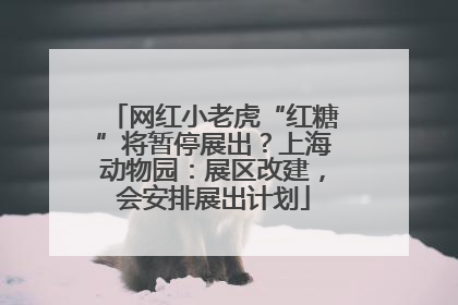 网红小老虎“红糖”将暂停展出？上海动物园：展区改建，会安排展出计划