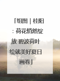 组图｜桂阳：荷花悄然绽放 碧波荷叶绘就美好夏日画卷