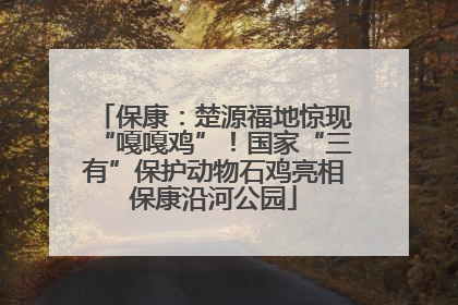 保康：楚源福地惊现“嘎嘎鸡”！国家“三有”保护动物石鸡亮相保康沿河公园