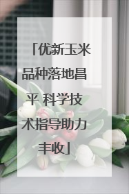 优新玉米品种落地昌平 科学技术指导助力丰收