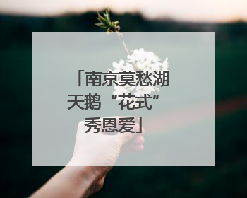 南京莫愁湖天鹅“花式”秀恩爱