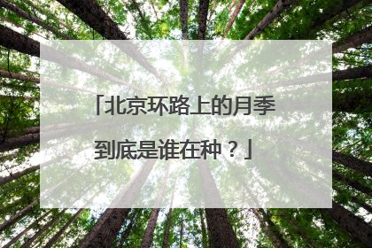 北京环路上的月季到底是谁在种？