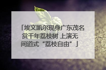埃文凯尔现身广东茂名 赏千年荔枝树 上演无间道式“荔枝自由”
