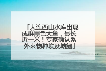 大连西山水库出现成群黑色大鱼，最长近一米！专家确认系外来物种埃及塘鲺