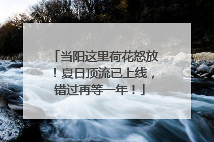 当阳这里荷花怒放！夏日顶流已上线，错过再等一年！