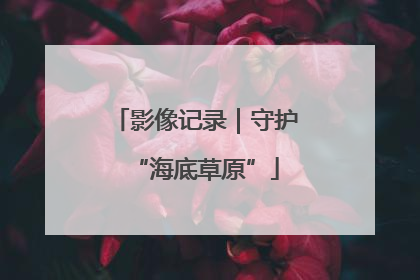 影像记录｜守护“海底草原”