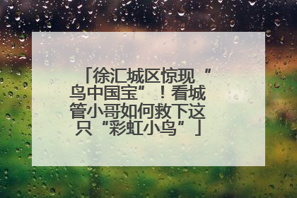 徐汇城区惊现“鸟中国宝”！看城管小哥如何救下这只“彩虹小鸟”