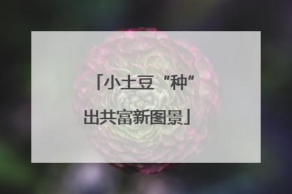小土豆“种”出共富新图景