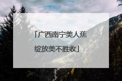 广西南宁美人蕉绽放美不胜收