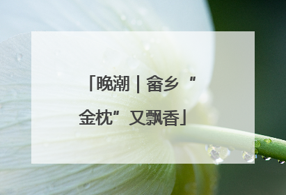 晚潮｜畲乡“金枕”又飘香