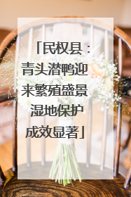 民权县：青头潜鸭迎来繁殖盛景 湿地保护成效显著