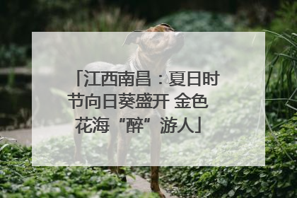 江西南昌：夏日时节向日葵盛开 金色花海“醉”游人