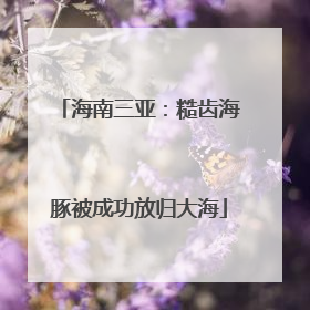 海南三亚：糙齿海豚被成功放归大海