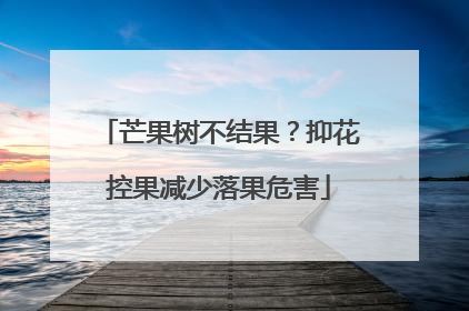 芒果树不结果？抑花控果减少落果危害