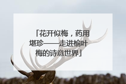 花开似梅，药用堪珍——走进榆叶梅的诗意世界
