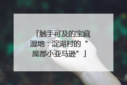 触手可及的宝藏湿地：淀湖村的“魔都小亚马逊”
