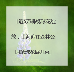 近5万株绣球花绽放，上海滨江森林公园绣球花展开幕