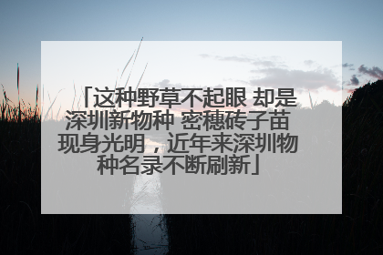 这种野草不起眼 却是深圳新物种 密穗砖子苗现身光明，近年来深圳物种名录不断刷新