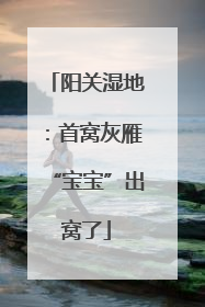 阳关湿地：首窝灰雁“宝宝”出窝了