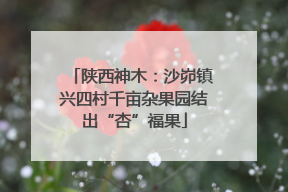 陕西神木：沙峁镇兴四村千亩杂果园结出“杏”福果