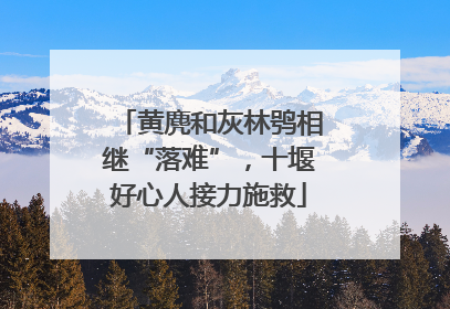 黄麂和灰林鸮相继“落难”，十堰好心人接力施救